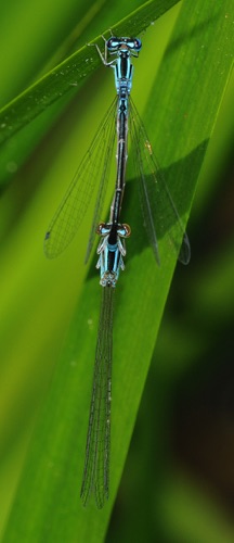 Pair in copula
2009_06_28_NC